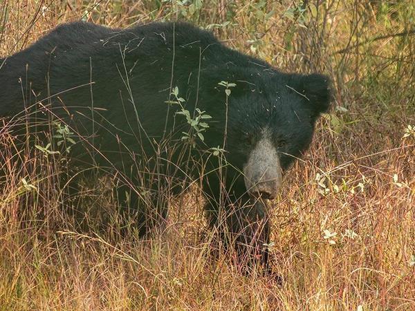 India safari holiday, lions tigers & bears