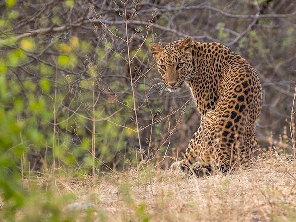 India safari holiday, lions tigers & bears