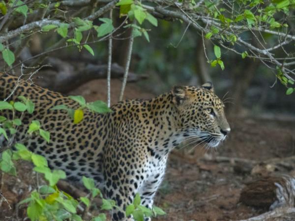 Sri Lanka tailor made holiday, 2 weeks