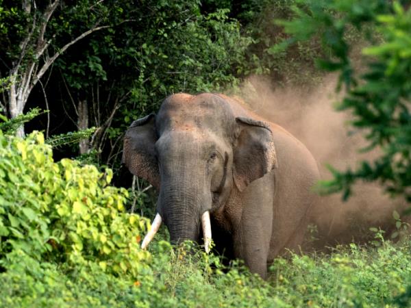 Sri Lanka tailor made holiday, 2 weeks