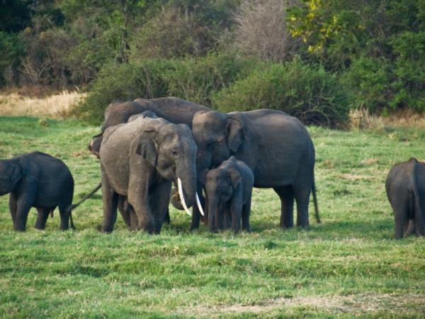 Sri Lanka family holiday, 14 days