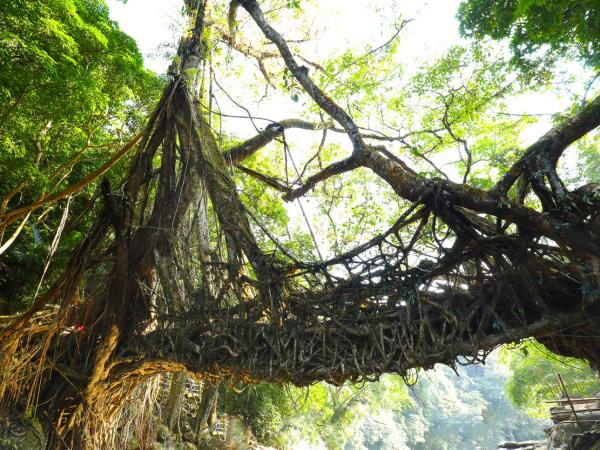 North East India tour, Assam & Meghalaya