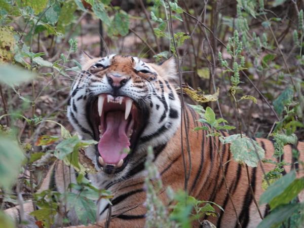 Kanha tiger safari & cycling tour, India