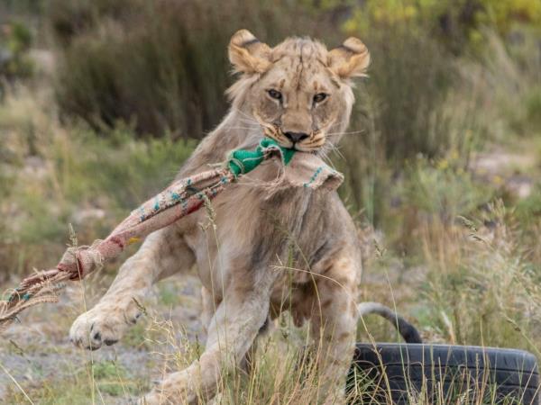 Family wildlife volunteering in South Africa