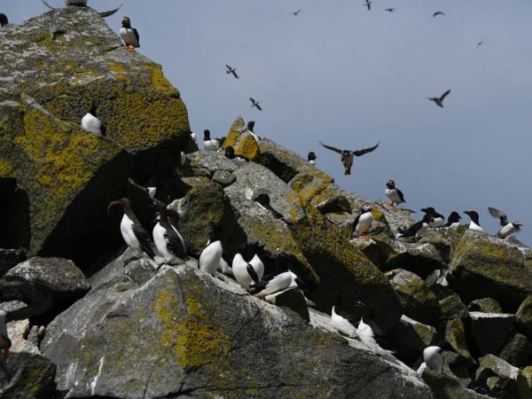 Hebrides wildlife cruise, Mingulay to the Shiants