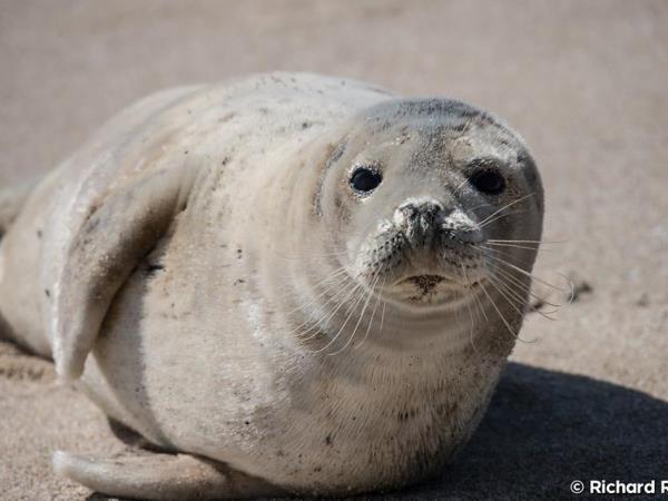 Hebrides wildlife cruise, Mingulay to the Shiants
