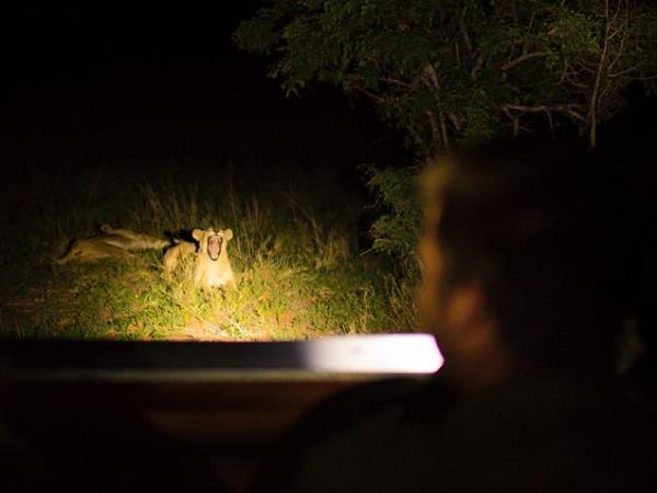 Tanzania holiday with Serengeti walking safari 