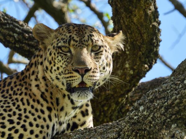 Tanzania holiday with Serengeti walking safari 