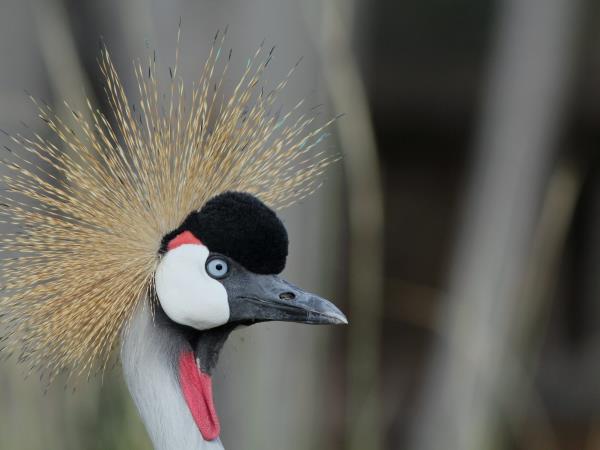Kenya birding and wildlife holiday