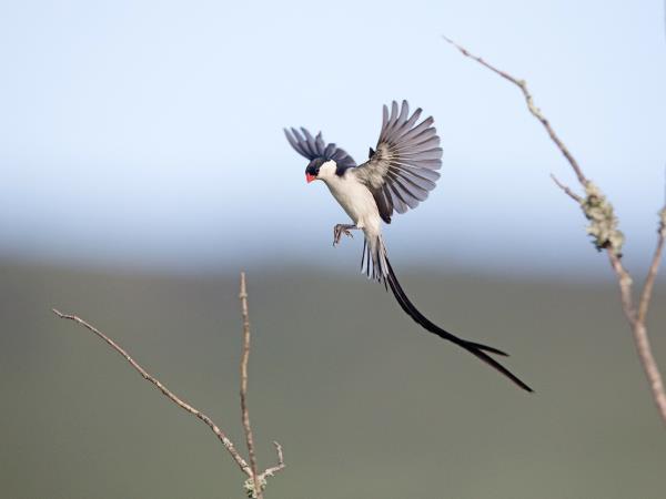 Kenya birding and wildlife holiday