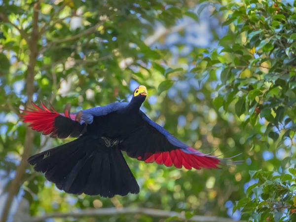 Kenya birding and wildlife holiday