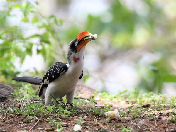 Kenya birding and wildlife holiday