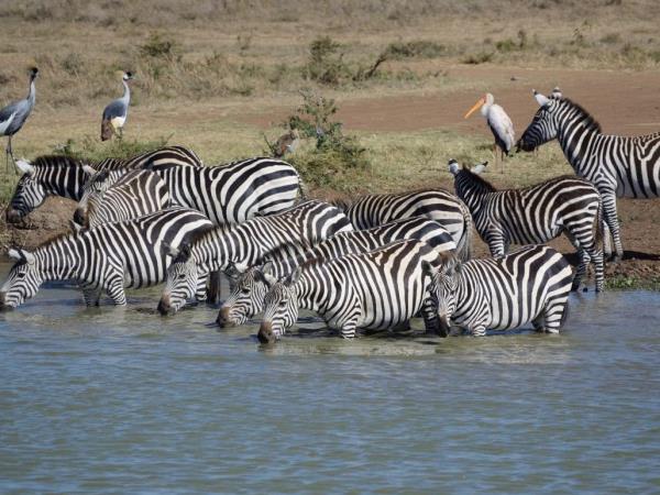Kenya birding and wildlife holiday