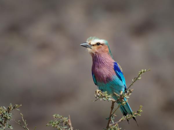 Kenya birding and wildlife holiday