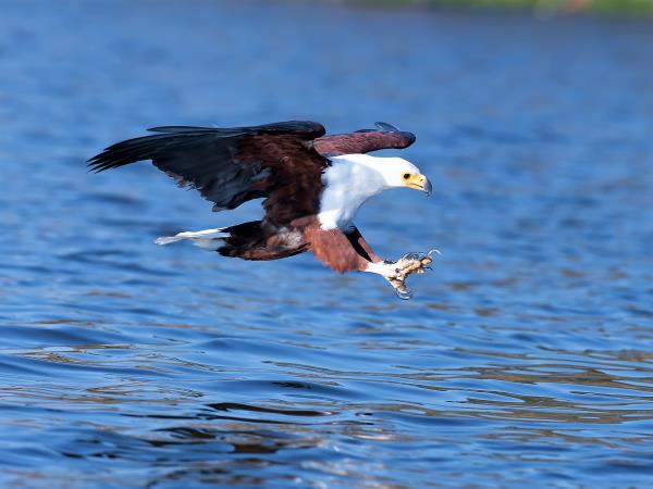 Kenya birding and wildlife holiday