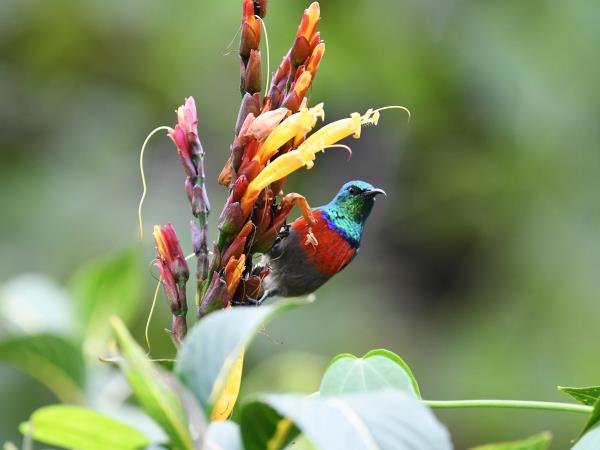 Kenya birding and wildlife holiday