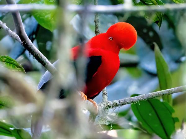 Amazon and Andes wildlife expedition in Ecuador