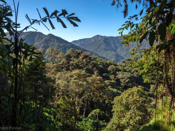 Amazon and Andes wildlife expedition in Ecuador
