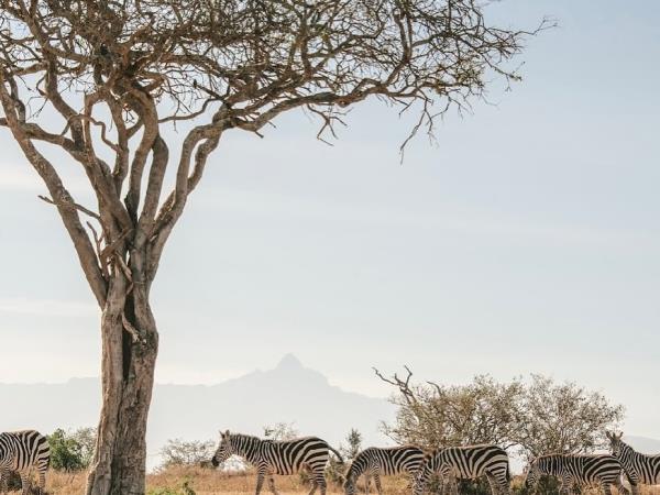 Kenya family safari and beach holiday