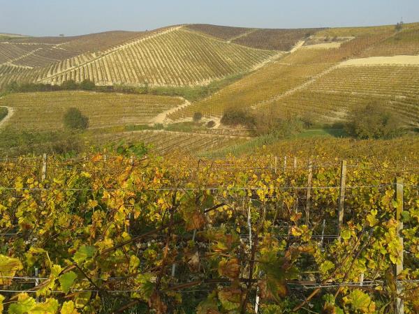 Piedmont holiday in Italy, food, wine & culture