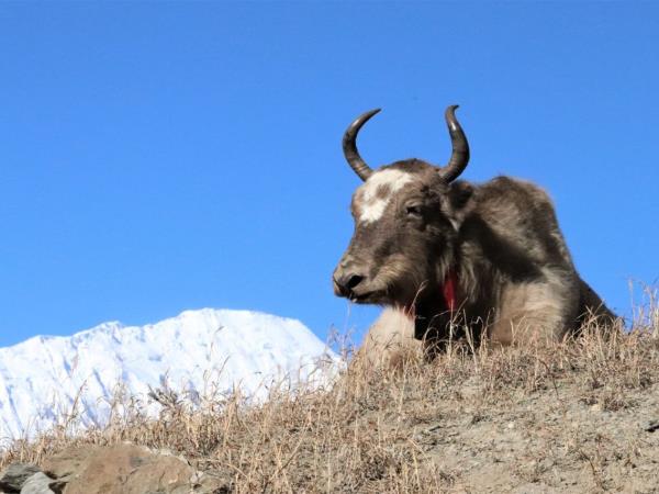 Mini Annapurna trekking holiday, Nepal 