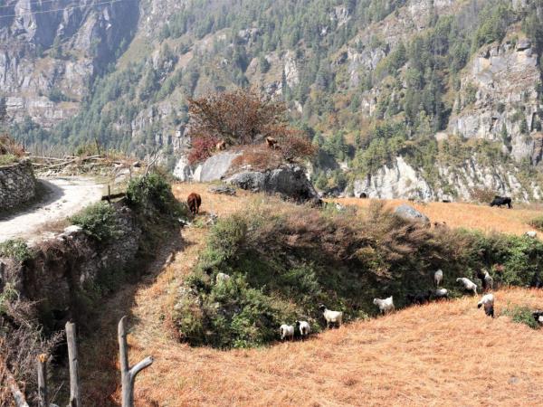 Mini Annapurna trekking holiday, Nepal 