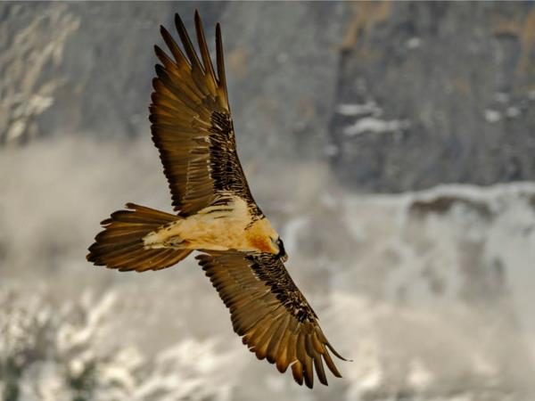 Wildlife and walking holiday in the Spanish Pyrenees