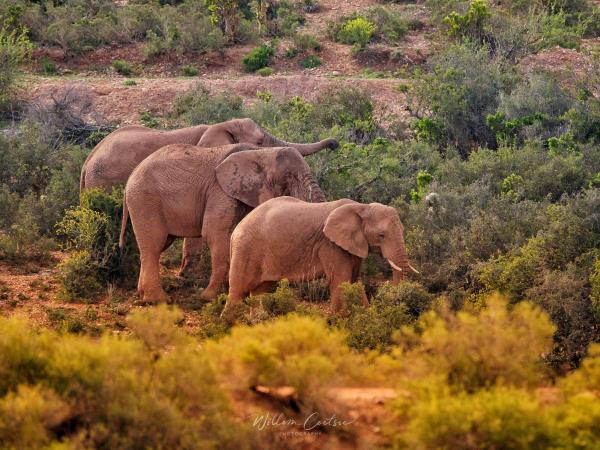 Wildlife conservation, South Africa