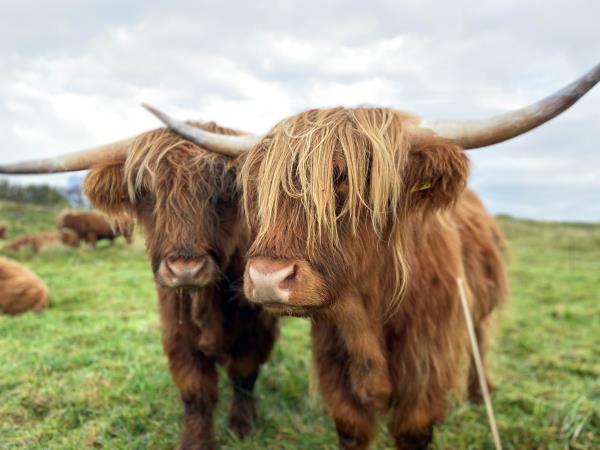 The Great Trossachs path hike and swim holiday in Scotland