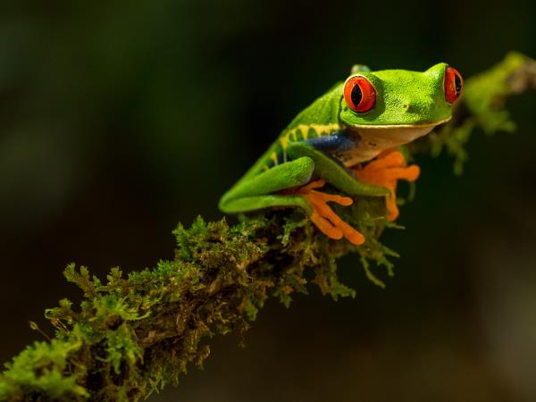 Costa Rica wildlife adventure holiday for families