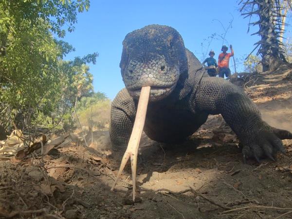 Family kayaking holidays in Indonesia, Komodo adventure