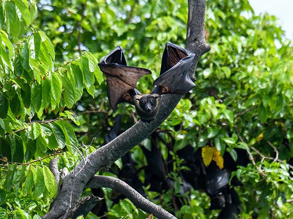 Indonesia cruise, Raja Ampat & Spice Islands