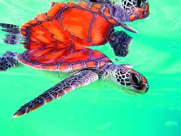 Indonesia cruise, Raja Ampat & Spice Islands