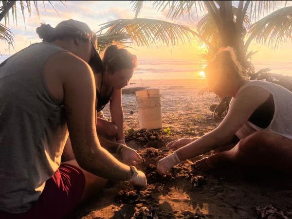 Volunteer with turtles in Costa Rica