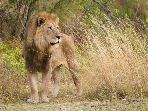 Highlights of Zimbabwe and Botswana, tailor made