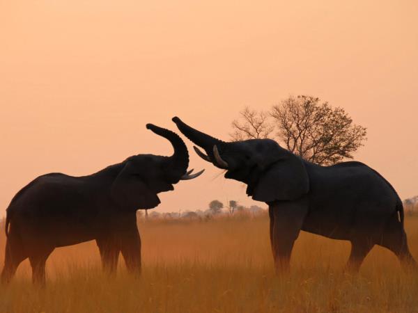 Nxai Pan and Okavango Delta safari, Botswana