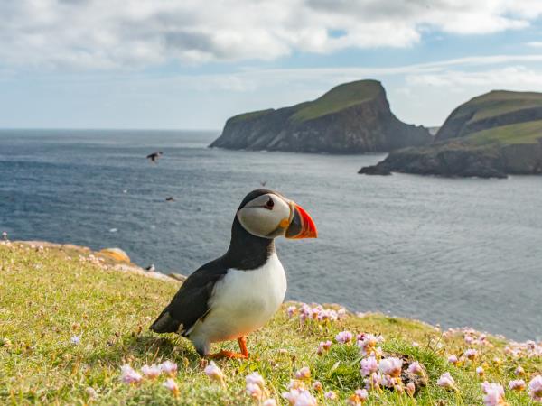 Orkney, Fair Isle & Shetland sailing holiday