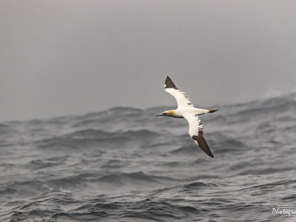 Orkney, Fair Isle & Shetland sailing holiday