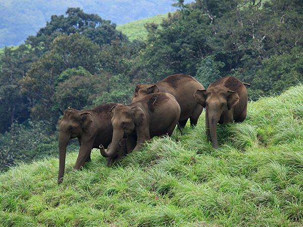 Kerala tailor made holiday, 11 days