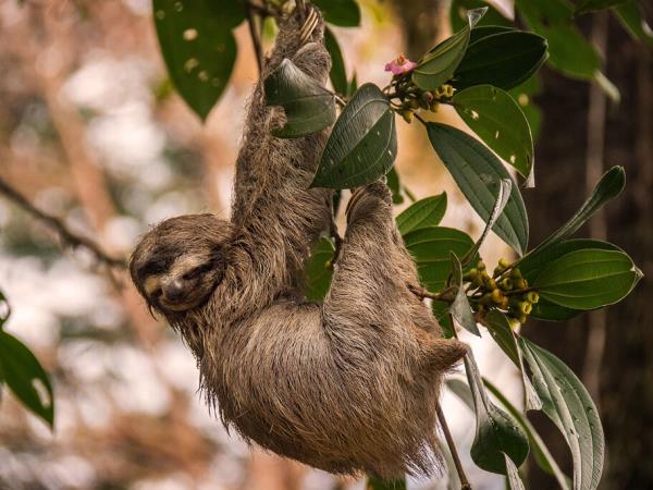 Costa Rica nature and wildlife tour