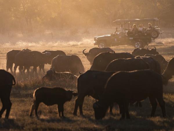 Zimbabwe safari for families with teenagers