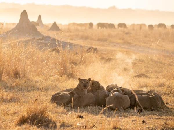 Zimbabwe safari for families with teenagers