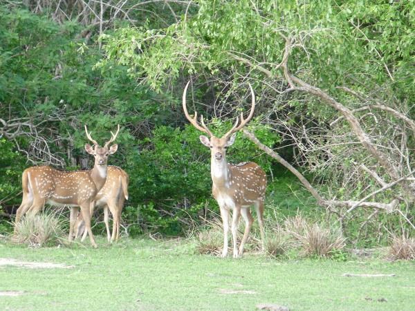 Sri Lanka summer family holiday
