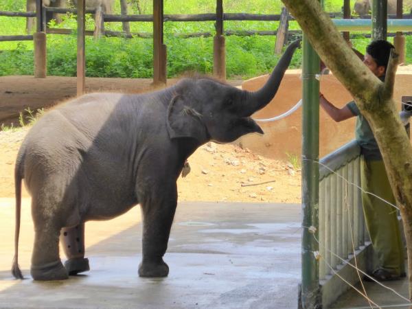 Sri Lanka summer family holiday