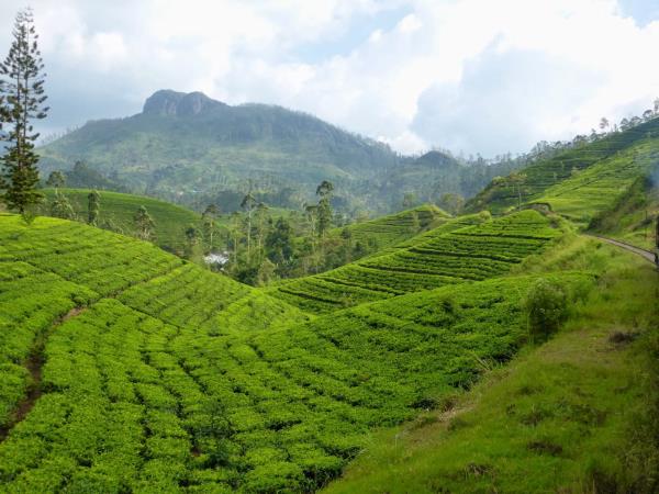 Sri Lanka summer family holiday