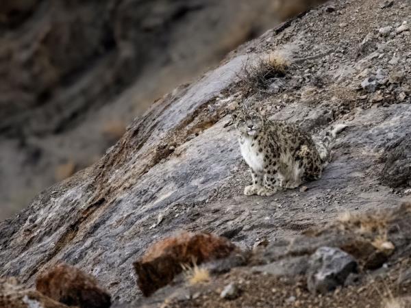 Snow leopards of Spiti trekking holiday, India