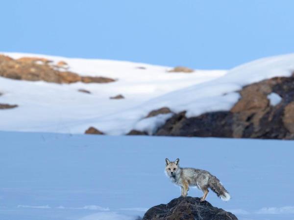 Snow leopards of Spiti trekking holiday, India