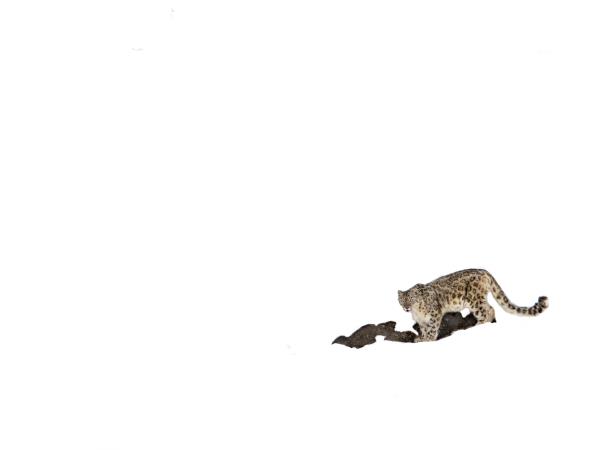 Snow leopards of Spiti trekking holiday, India