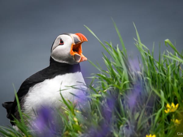 Scotland private charter sailing holidays