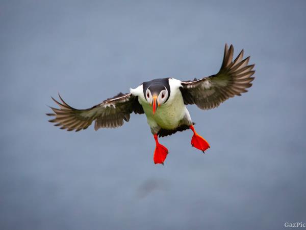 Scottish Hebrides guided wildlife tour